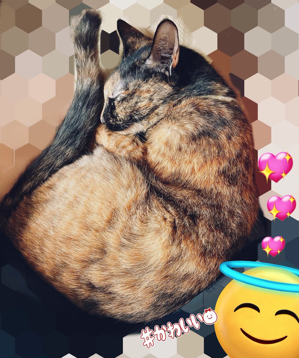 あぐらで場所を開けると自分から入ってねてくれるかわいい猫ちゃん