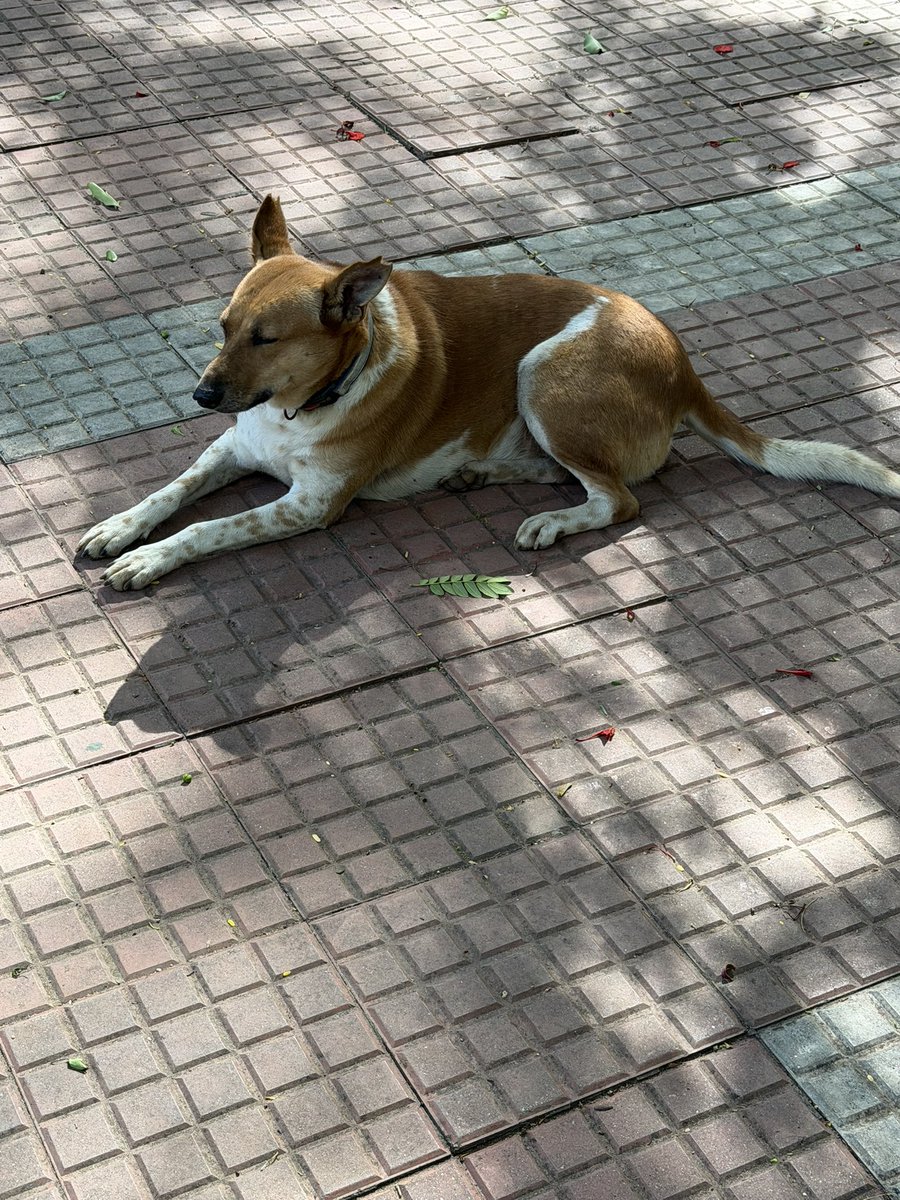 OMRcat's tweet photo. My dear Pawed friend in deep introspection 😊. Morning vibes . #cubbon park #luru @Mohan_Rngnathan @AparnaKarthi @NarendranKs @ShubhaDutta11 https://t.co/3undu9HQHC