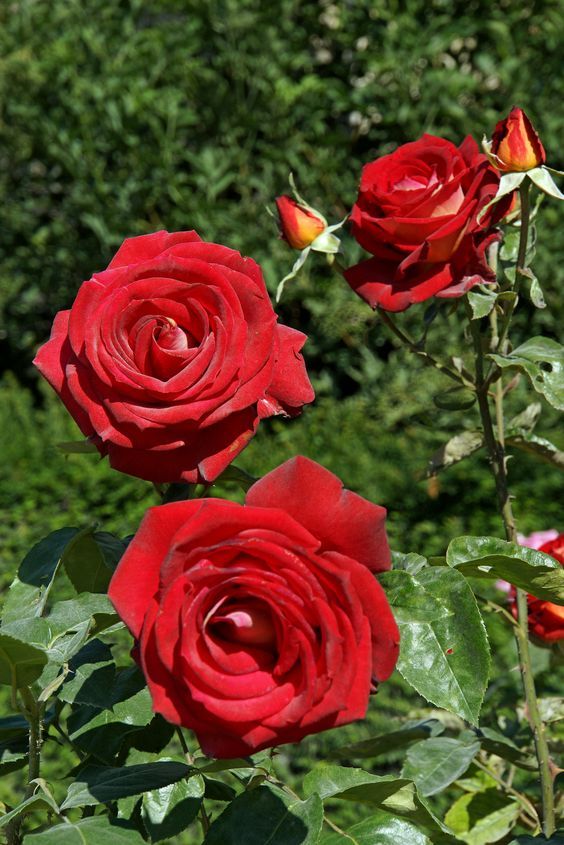 flower35039's tweet photo. https://t.co/c4EiHmR7L1