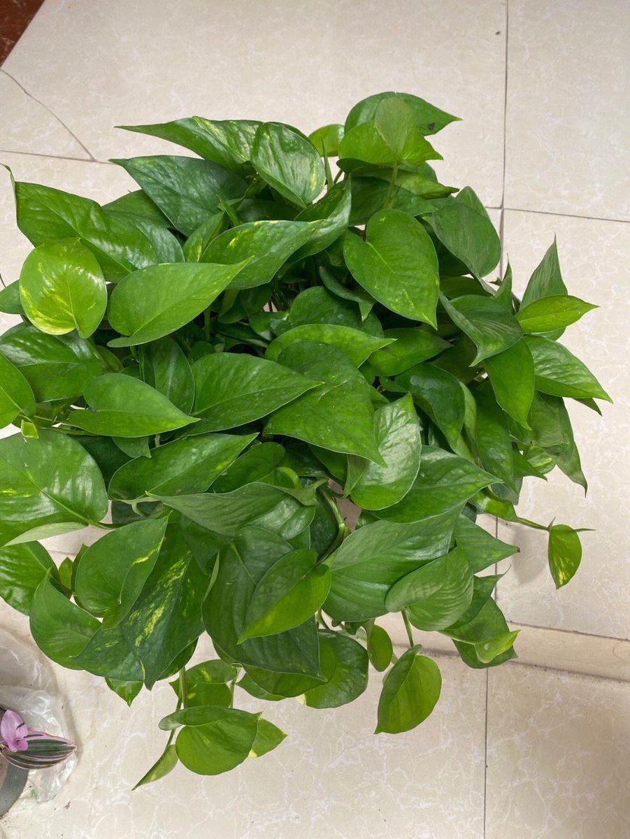 Smurphasaurus's tweet photo. Struggling to keep your pothos alive  Simply water when the top 2 inches of soil feel dry u0026 place in bright indirect light—easy, low-effort care for this resilient green buddy! https://t.co/CAedx7hEVh