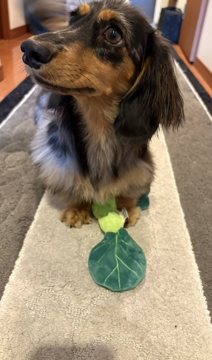 Projectrin_k's tweet photo. 新しいおもちゃ小松菜🥬をGET,
今日のポンコツ犬。
#ダックスフンド https://t.co/PkXaPhC712