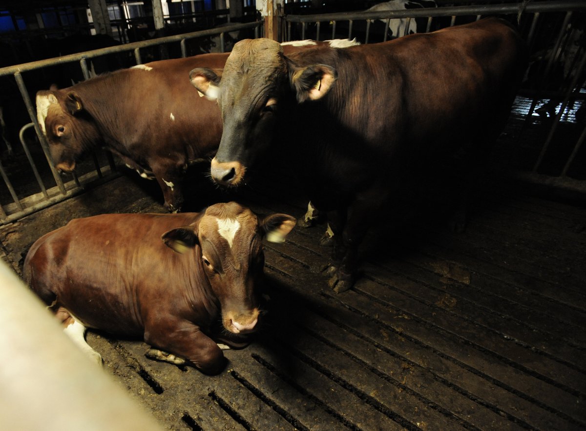 FOURPAWSZA's tweet photo. Over 94 billion animals are farmed for food globally each year, mostly in intensive factory farms. ๐
Healthy farming means prioritising animal welfare over mass production. We must demand better standards. ๐๐พ
ยฉ Jo-Anne McArthur | Djurrattsalliansen
#LiveKinder https://t.co/4AQChMOeZj