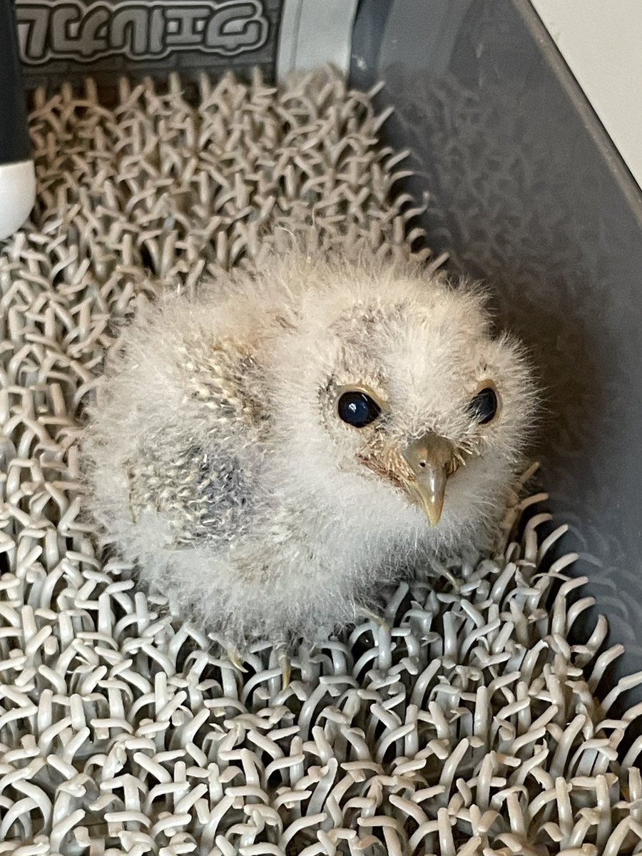 Fukuya0706's tweet photo. 現在販売中のフクロウの雛🐣

◎インドコキンメフクロウ43万円

◎カラードコノハズク29万円
→4羽/3週間後お迎え可能

◎メンフクロウ5万円
→10羽以上/3週間後お迎え可能

◎アフリカワシミミズク35万円
→2羽/2週間後お迎え可能

◎ベンガルワシミミズク45万円
→4週間後お迎え可能

◎アメリカチョウゲンボウ
　オス/メス共に29.8万円

◎レッドネイプシャヒーン50万円

◎ハリスホーク28万円

※記載がない種類は全て1羽の価格です。

それぞれについてはまた後日紹介させて頂きます！✨

お気軽にお問い合わせください☺️

→写真続きます❣️
