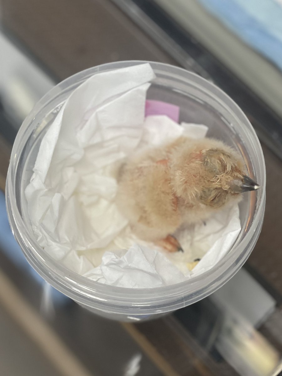 Fukuya0706's tweet photo. 現在販売中のフクロウの雛🐣

◎インドコキンメフクロウ43万円

◎カラードコノハズク29万円
→4羽/3週間後お迎え可能

◎メンフクロウ5万円
→10羽以上/3週間後お迎え可能

◎アフリカワシミミズク35万円
→2羽/2週間後お迎え可能

◎ベンガルワシミミズク45万円
→4週間後お迎え可能

◎アメリカチョウゲンボウ
　オス/メス共に29.8万円

◎レッドネイプシャヒーン50万円

◎ハリスホーク28万円

※記載がない種類は全て1羽の価格です。

それぞれについてはまた後日紹介させて頂きます！✨

お気軽にお問い合わせください☺️

→写真続きます❣️