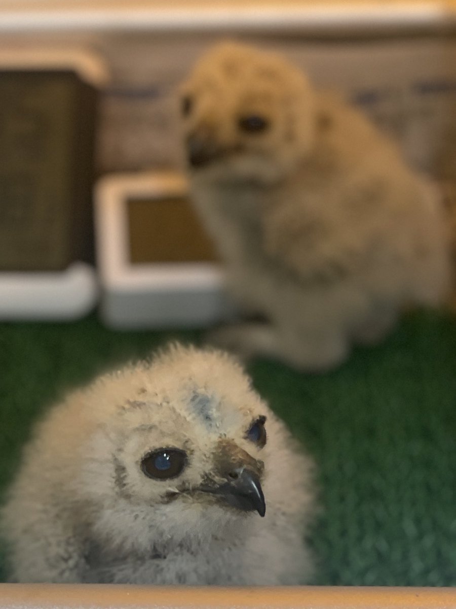 Fukuya0706's tweet photo. 現在販売中のフクロウの雛🐣

◎インドコキンメフクロウ43万円

◎カラードコノハズク29万円
→4羽/3週間後お迎え可能

◎メンフクロウ5万円
→10羽以上/3週間後お迎え可能

◎アフリカワシミミズク35万円
→2羽/2週間後お迎え可能

◎ベンガルワシミミズク45万円
→4週間後お迎え可能

◎アメリカチョウゲンボウ
　オス/メス共に29.8万円

◎レッドネイプシャヒーン50万円

◎ハリスホーク28万円

※記載がない種類は全て1羽の価格です。

それぞれについてはまた後日紹介させて頂きます！✨

お気軽にお問い合わせください☺️

→写真続きます❣️