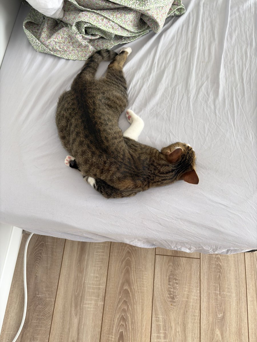 witcherIIsven's tweet photo. olay yeri fotosu gibi cikmissin bebocum https://t.co/hDTdhIMP84