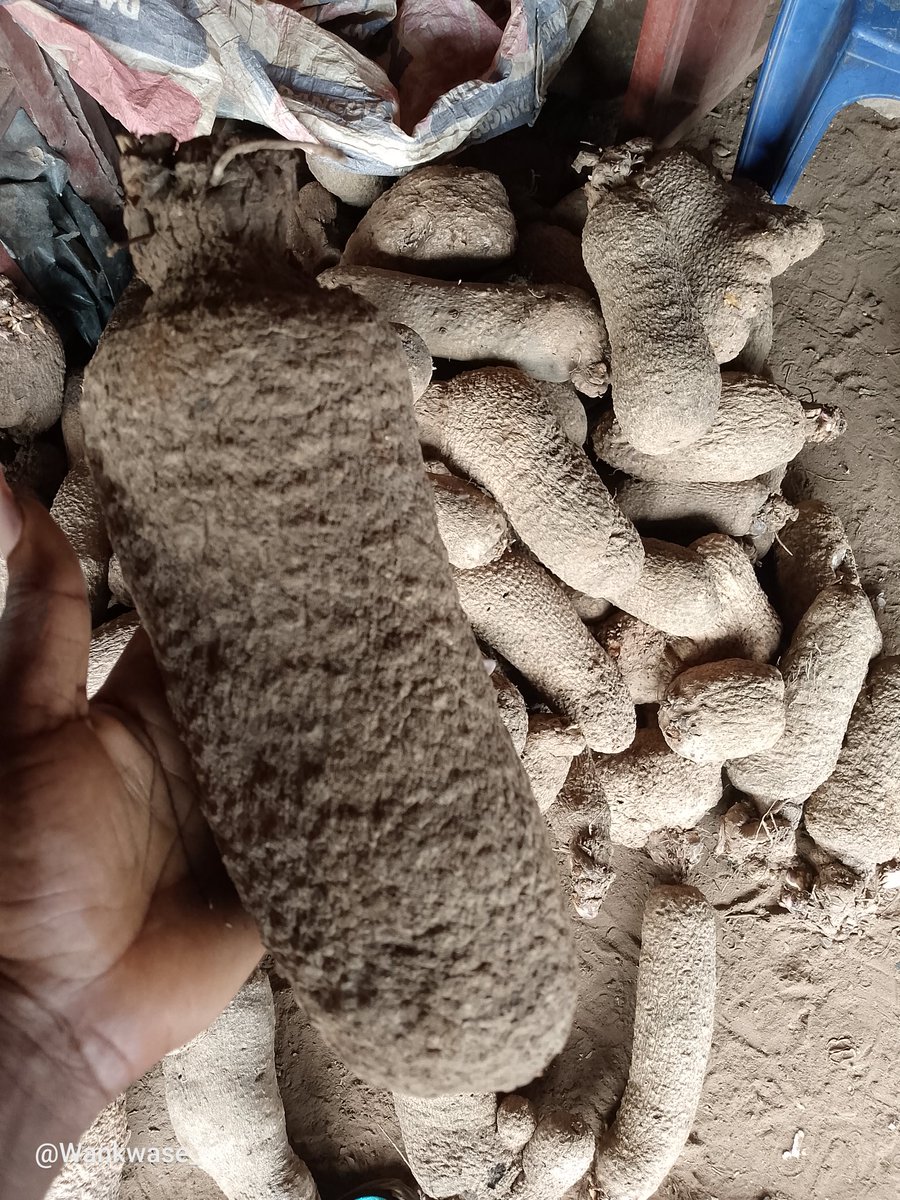 Wankwase_'s tweet photo. 20 Small,Small  tubers= 30k + Delivery 

Small but Might. Yam wey go swell for Pot and Very very Sweet ( This sizes tend to last longer) 

Nationwide Delivery https://t.co/S30YtJucVa