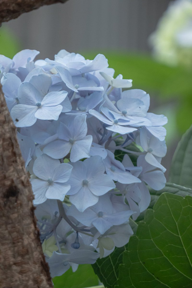 SteamerCrazy's tweet photo. #LUMIX #TX3 #スナップ #キリトリセカイ #毎スナ #写真好きな人と繋がりたい
玄関出て5秒の紫陽花
梅雨ですねぇ〜☂️ https://t.co/1P9m2gbwv7