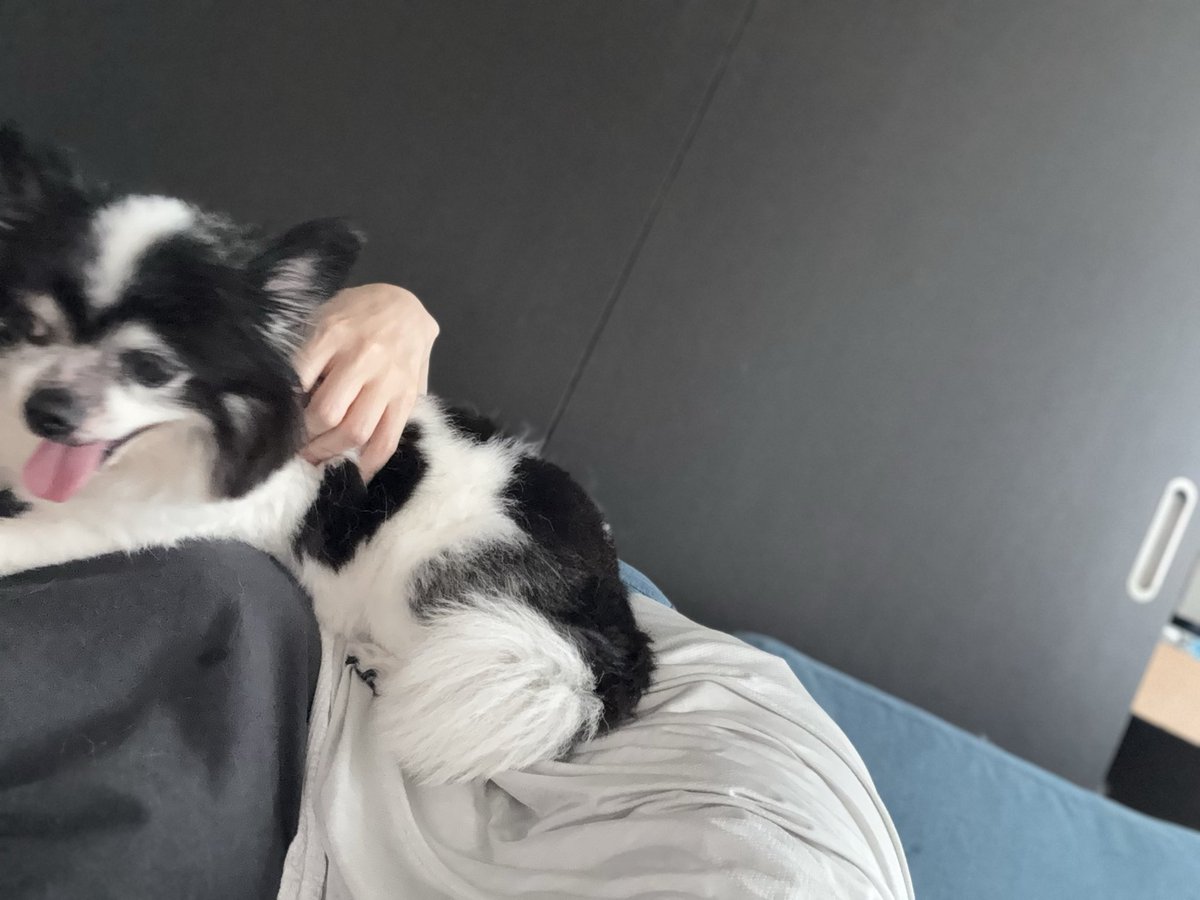 funnycollo's tweet photo. 飼い主の昼寝阻止犬 https://t.co/DhR21qBptW