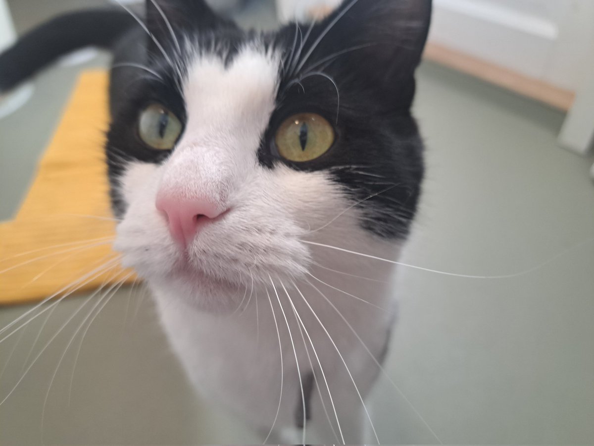 TYUN0EN's tweet photo. Fun fact, I named my own sweet and precious kitty Taho for almost this exact reason. Almost any time I bring him up and mention his name, I get compliments on how pretty and unique it is (": https://t.co/o5Po9jrCU0