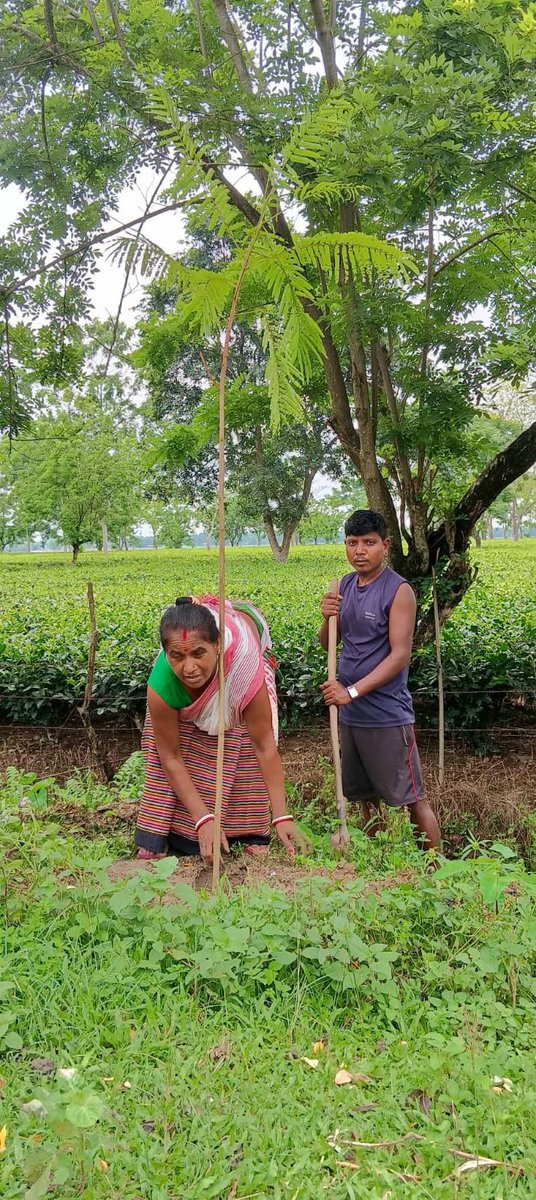 himantabiswa's tweet photo. Assam's Nari Shakti is leading the greening efforts on this World Environment Day.

Across Assam, over 35 lakh women SHG members will be planting 1 crore saplings in a coordinated effort to increase our green cover.

Some glimpses 📸 

#Assam1CrTrees https://t.co/tq8YTfYtje