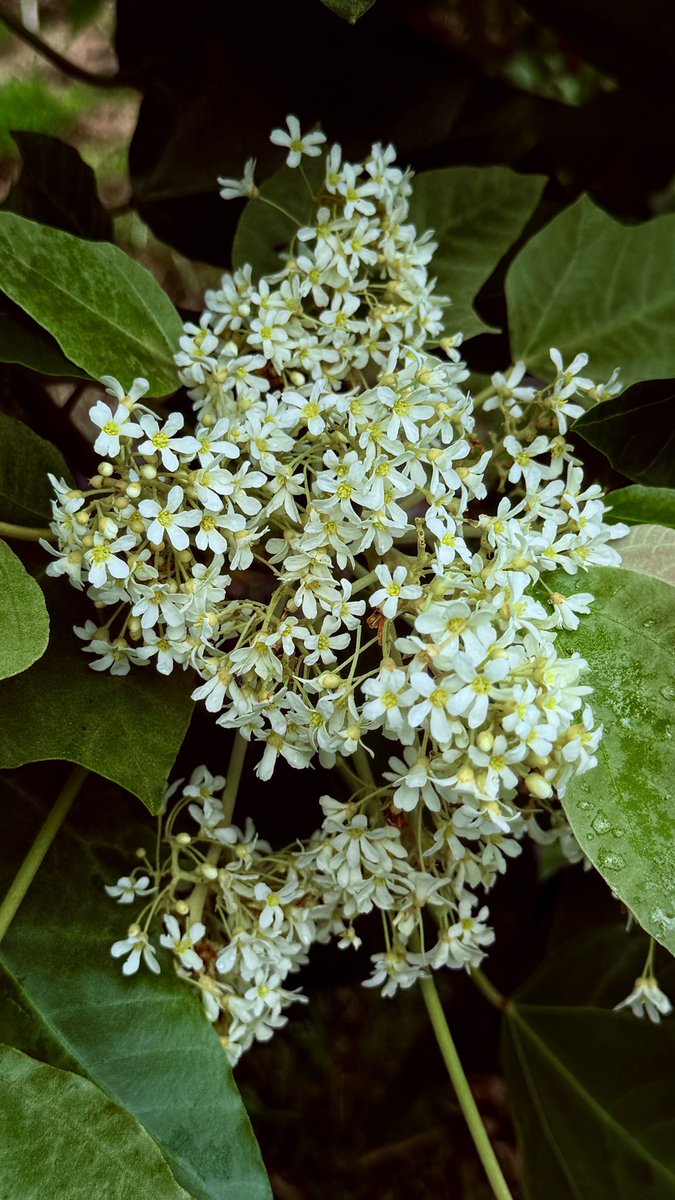s_westerly's tweet photo. Flowers from a Kukui Nut Tree ~                                         #Kukui #Nut #Tree #Flowers https://t.co/4Wt1pTAejj