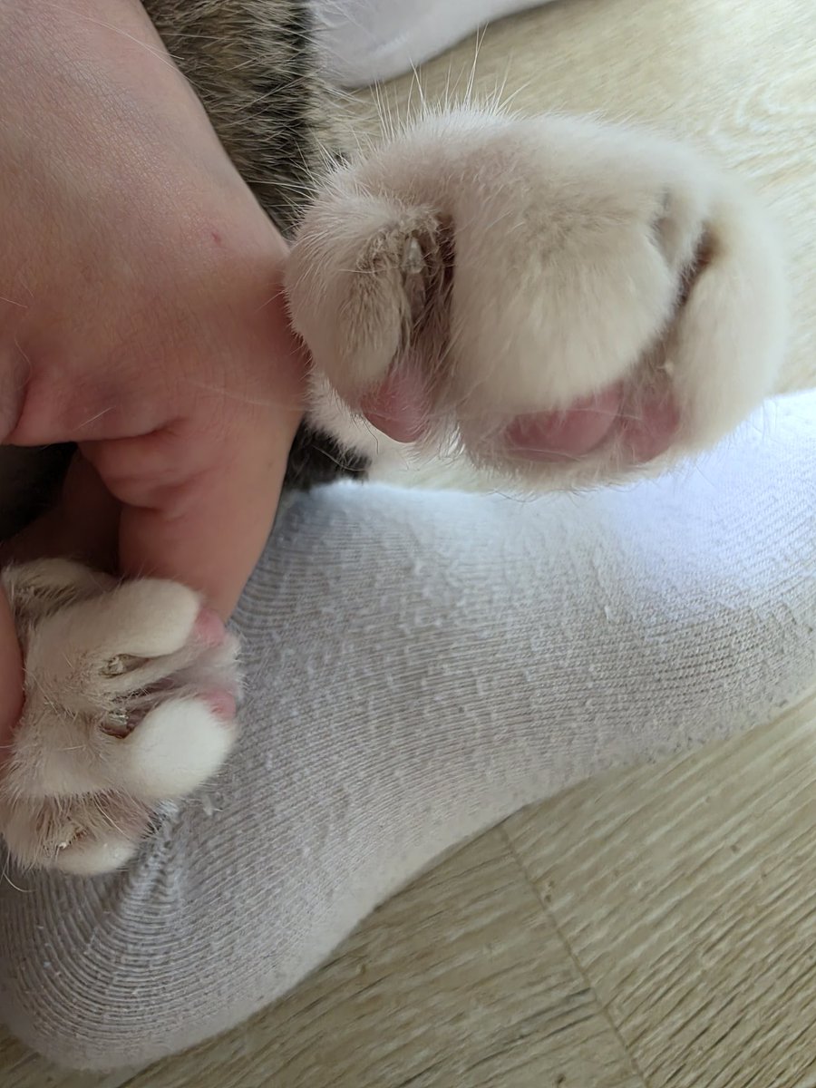 Grand1eta's tweet photo. 🐾 https://t.co/ejBkqZxuJt
