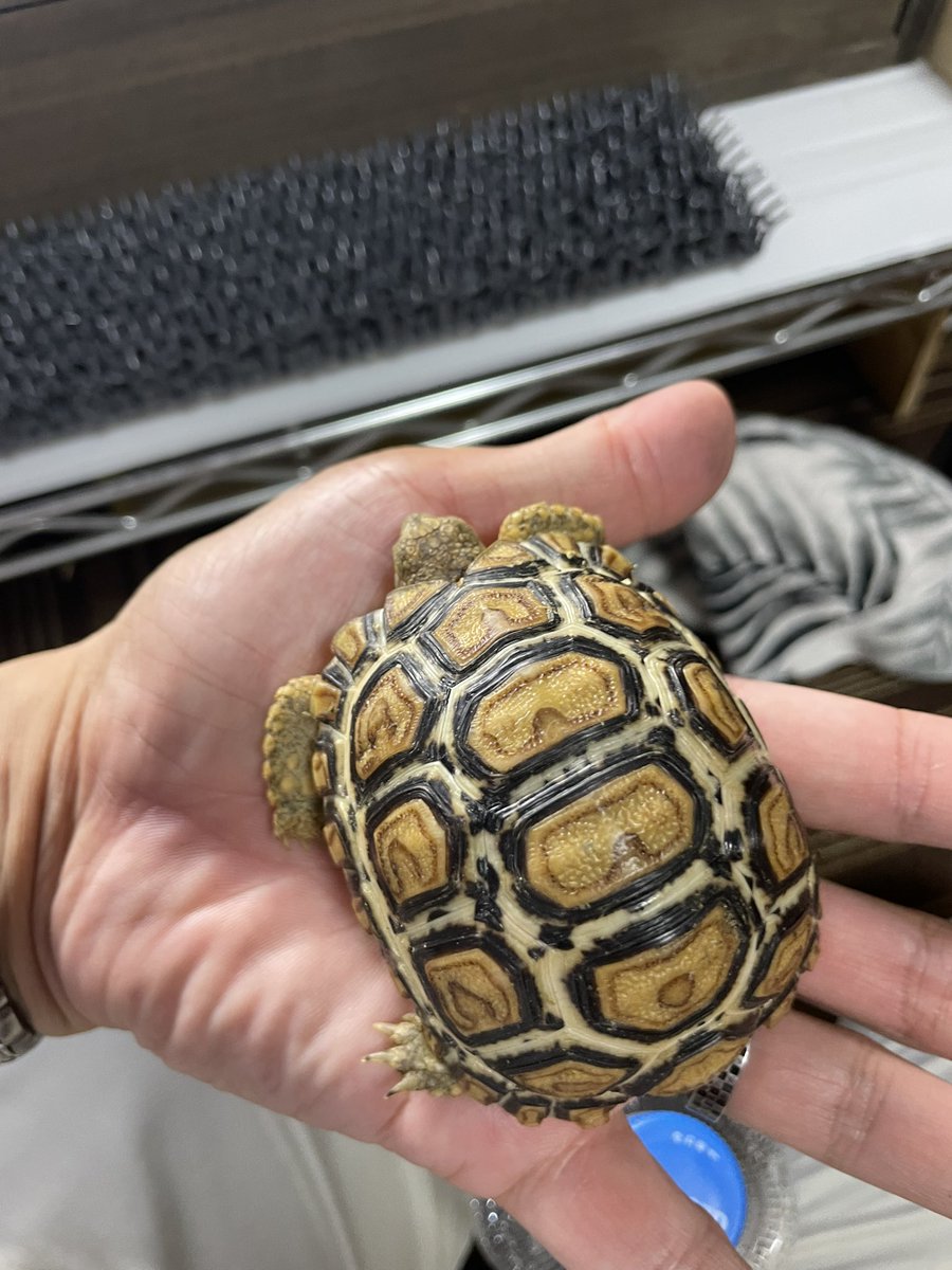 922_pk's tweet photo. 105g → 5.0kg
大っきくなったわ🤭

 #ヒョウモンガメ #リクガメ https://t.co/rAcDspZGlB