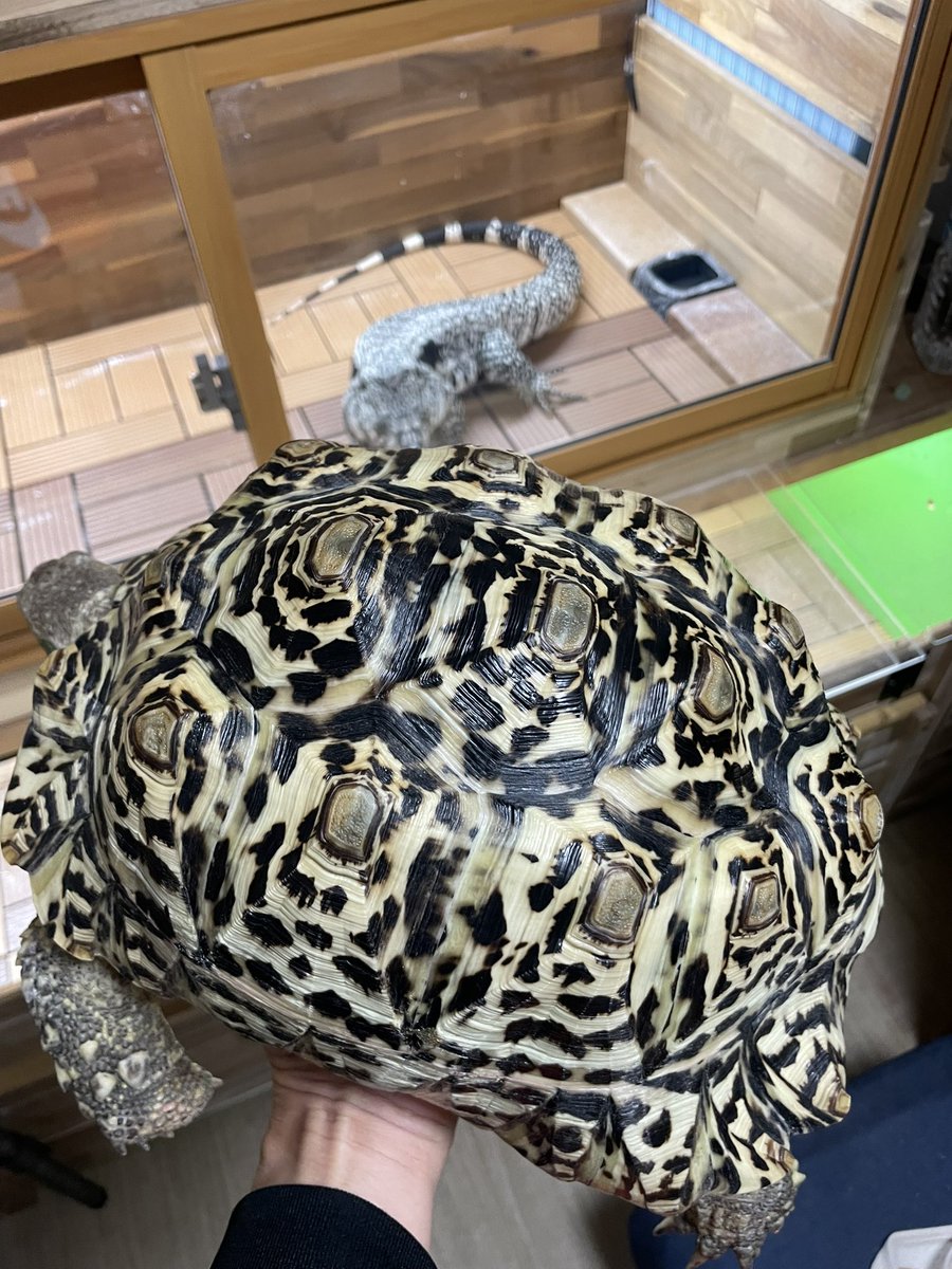 922_pk's tweet photo. 105g → 5.0kg
大っきくなったわ🤭

 #ヒョウモンガメ #リクガメ https://t.co/rAcDspZGlB