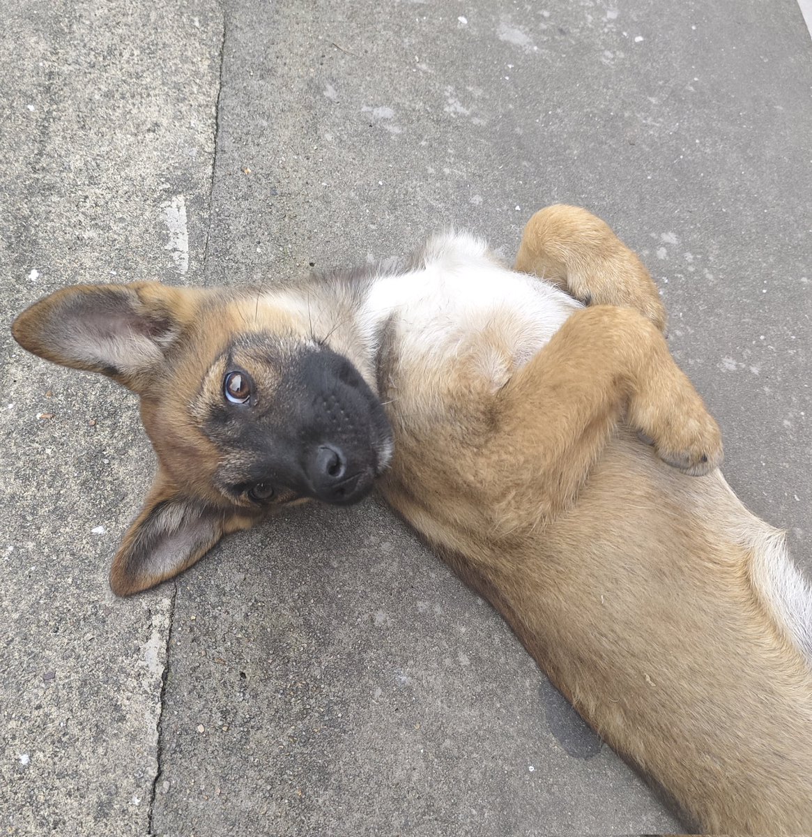 WindbellFL's tweet photo. puppyyyyyyyyy🥺🥺🥺🥺🥺❤️❤️❤️❤️❤️❤️❤️❤️ https://t.co/AfOzFbwxZJ
