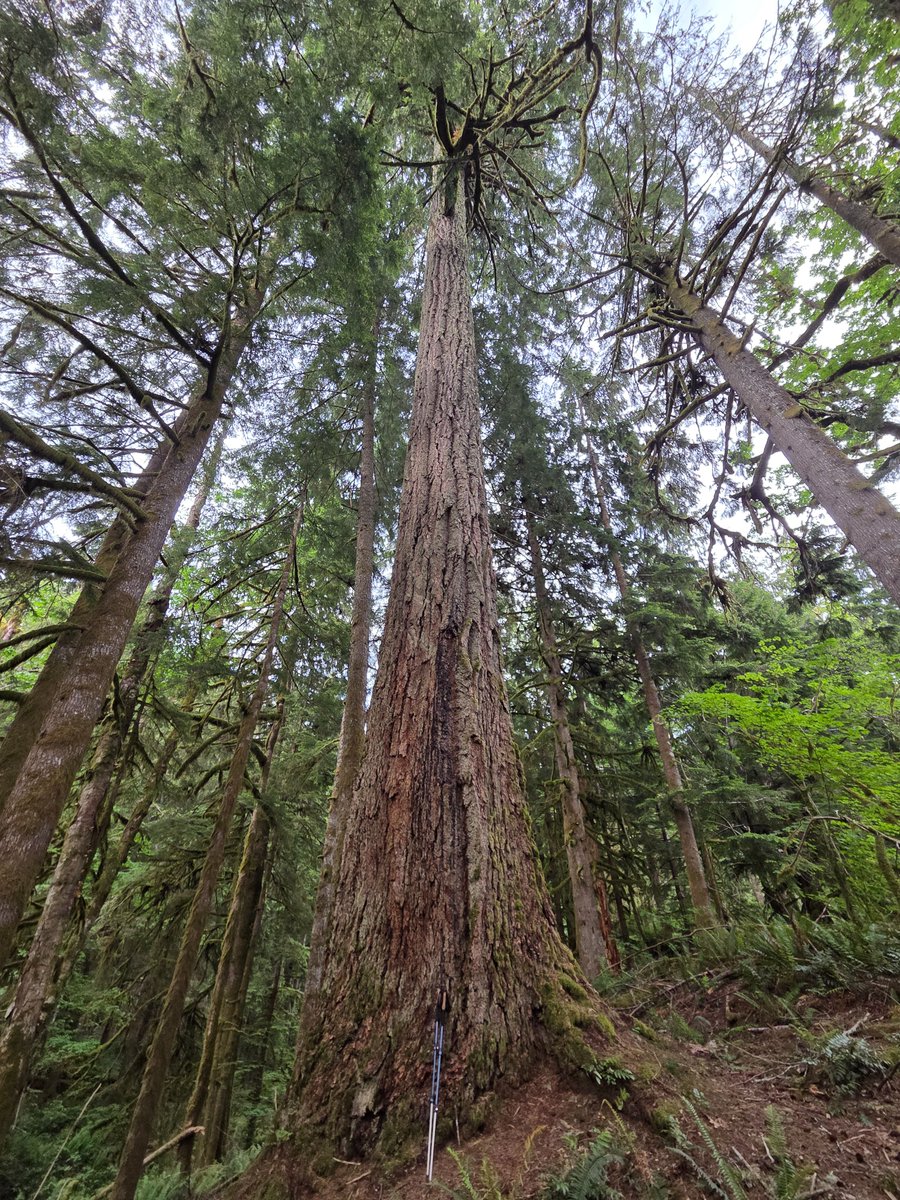 suspirant's tweet photo. My allergies in the city were horrific today so I ran off to the forest to recover https://t.co/iqyAhkbx3l