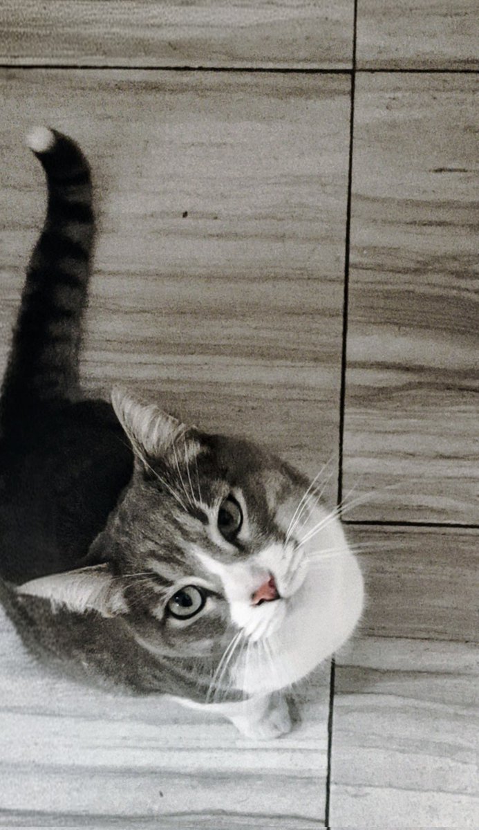 ClarisMex's tweet photo. @zcahverse Mi "Bicho" llegó a la casa hace 1 año, él vivía como a 15 cuadras con una familia, y llegó para quedarse. https://t.co/Qf5k37JVjz