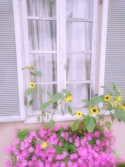 usio713's tweet photo. 窓辺に草花がある光景って素敵だなぁと思う。
世界名作劇場に出てくる乙女達の窓辺は、いつも可憐な花や木々で彩られていたイメージがある。
朝起きて、最初に目に飛び込んでくるのが綺麗なお花だったら１日頑張れそうな気がするわ🌸

#TLを花でいっぱいにしよう
#写真で伝えたい私の世界 https://t.co/tL3mEzl7lL
