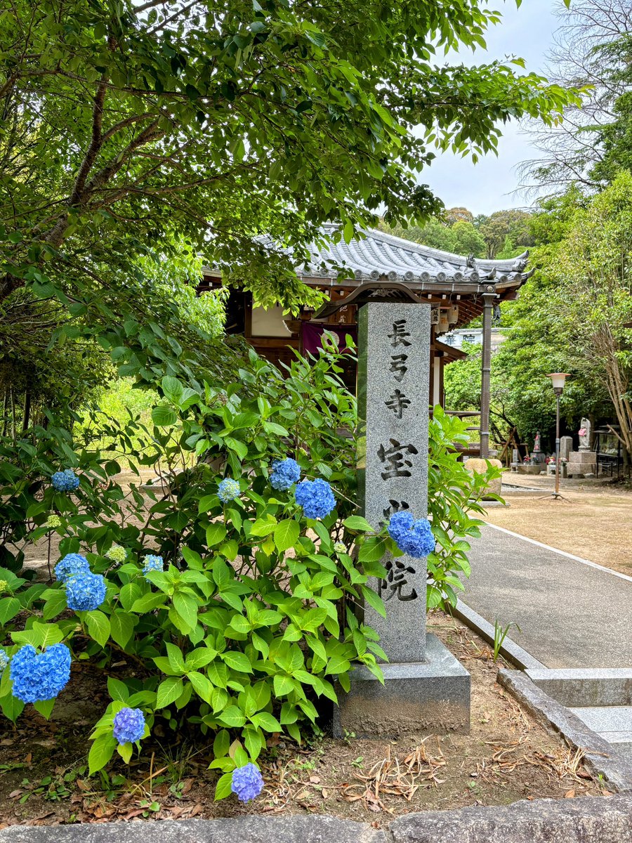 cresosaka's tweet photo. 奈良、長弓寺
咲き始めの紫陽花とマツバギク
蓮池の美しいお寺さんでした。 https://t.co/7qY0xQDI0C