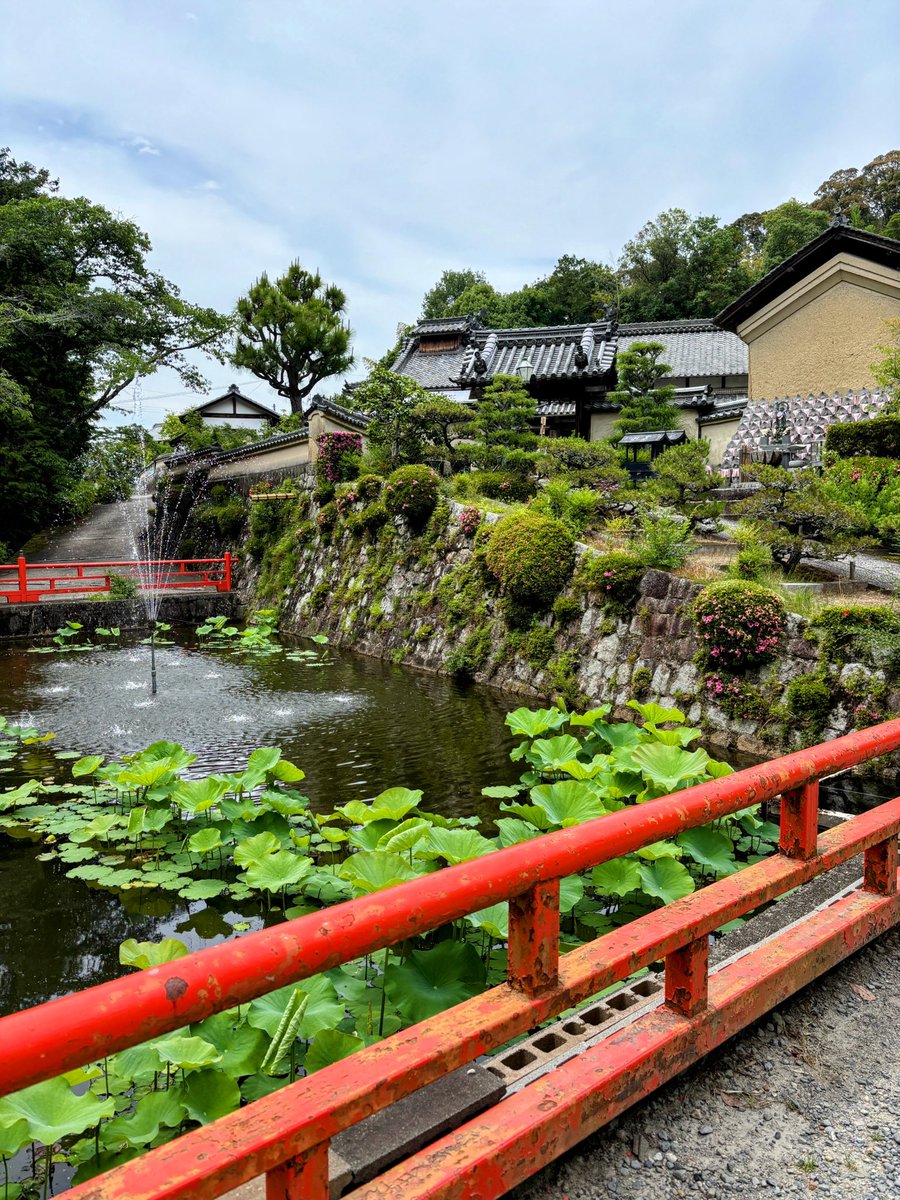 cresosaka's tweet photo. 奈良、長弓寺
咲き始めの紫陽花とマツバギク
蓮池の美しいお寺さんでした。 https://t.co/7qY0xQDI0C