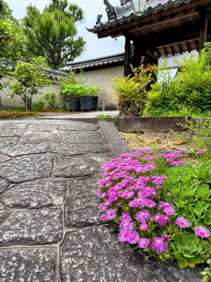 cresosaka's tweet photo. 奈良、長弓寺
咲き始めの紫陽花とマツバギク
蓮池の美しいお寺さんでした。 https://t.co/7qY0xQDI0C