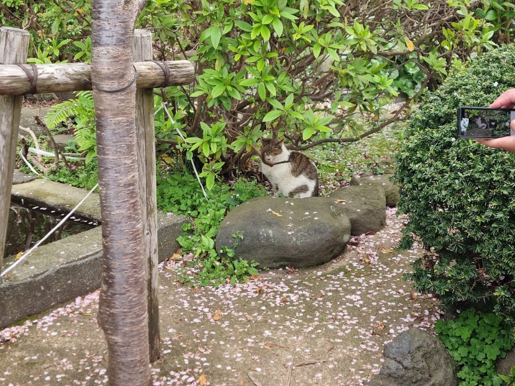 1201Polyak's tweet photo. Met some of the island's adorable 'residents' on my way up! 🐈🐢 The higher I climbed, the more breathtaking the view became. Seeing the harbor nestled between lush trees and cherry blossoms was worth every single step! 🌸🌊✨ https://t.co/qWTiPr35S3