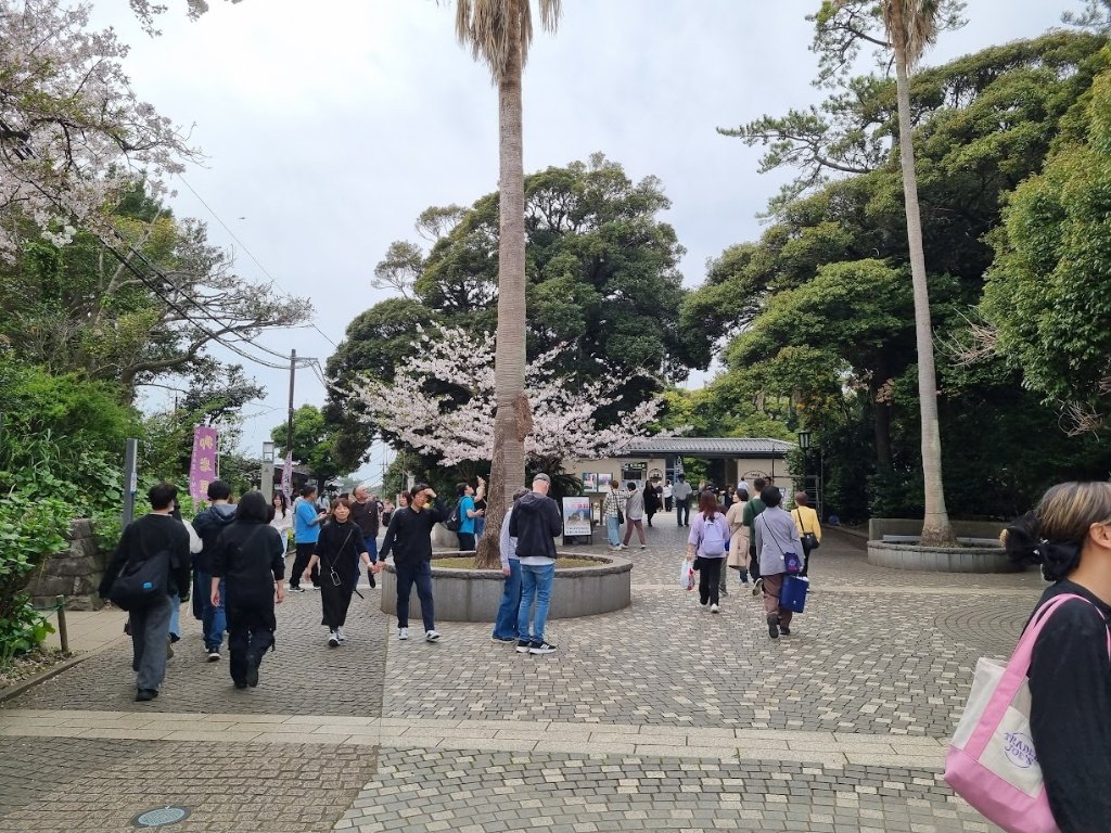 1201Polyak's tweet photo. Met some of the island's adorable 'residents' on my way up! 🐈🐢 The higher I climbed, the more breathtaking the view became. Seeing the harbor nestled between lush trees and cherry blossoms was worth every single step! 🌸🌊✨ https://t.co/qWTiPr35S3