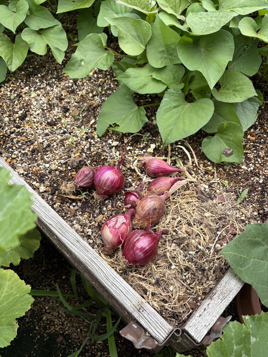 yunon_jp's tweet photo. I used red onions from my garden to
make satay, the kind I ate in Singapore
ヒヨドリに葉が食べられて
育たなかった赤玉ねぎ達は
サテーの付け合わせに活用
シンガポールのホーカーで食べたままに
野菜大雑把カット再現🥒🧅
ほんとにこんなカットですよ(笑
#satay #家庭菜園 #おうちごはん https://t.co/EZzayOQcnK
