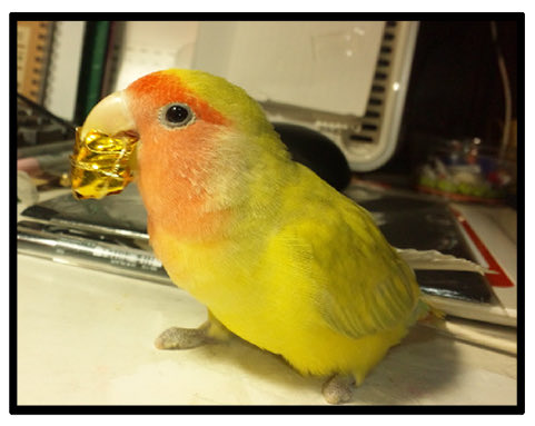 先代インコのもっちゃんとパルちゃん
放鳥中はどこに行くにもいつも一緒でした🦜♡🦜
2325 #えるポピの絵日記かくところ