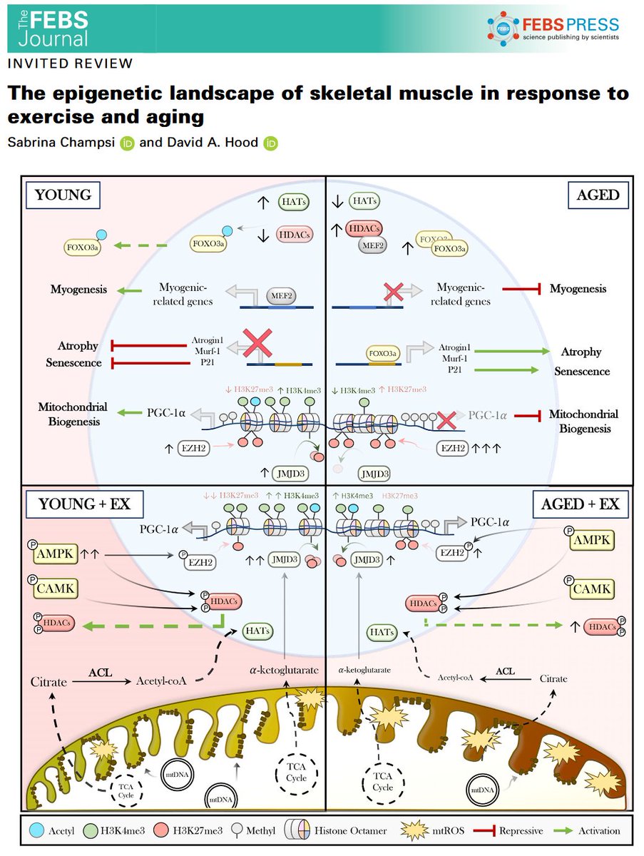 nick_krontiris's tweet photo. This review aims to discuss the different types of epigenetic modifications that have been reported within skeletal muscle and how they are altered with exercise and aging. https://t.co/9Fr8PN9LjV