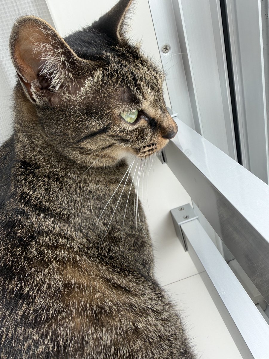 oosuka_jun's tweet photo. 猫砂運び職人 https://t.co/AF4ot3GUmA
