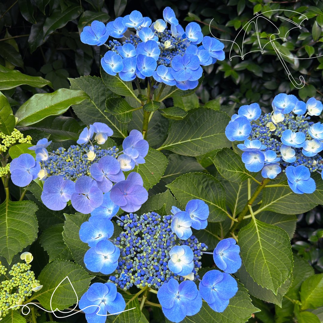 298tech's tweet photo. 色づき始めたアジサイを見つけました🔷
雨の季節の楽しみのひとつ☂もう6月なんですね。
あっという間に今年も半分近くまで来ましたね。
#紫陽花 #季節の花 https://t.co/EwHMTR9jHs