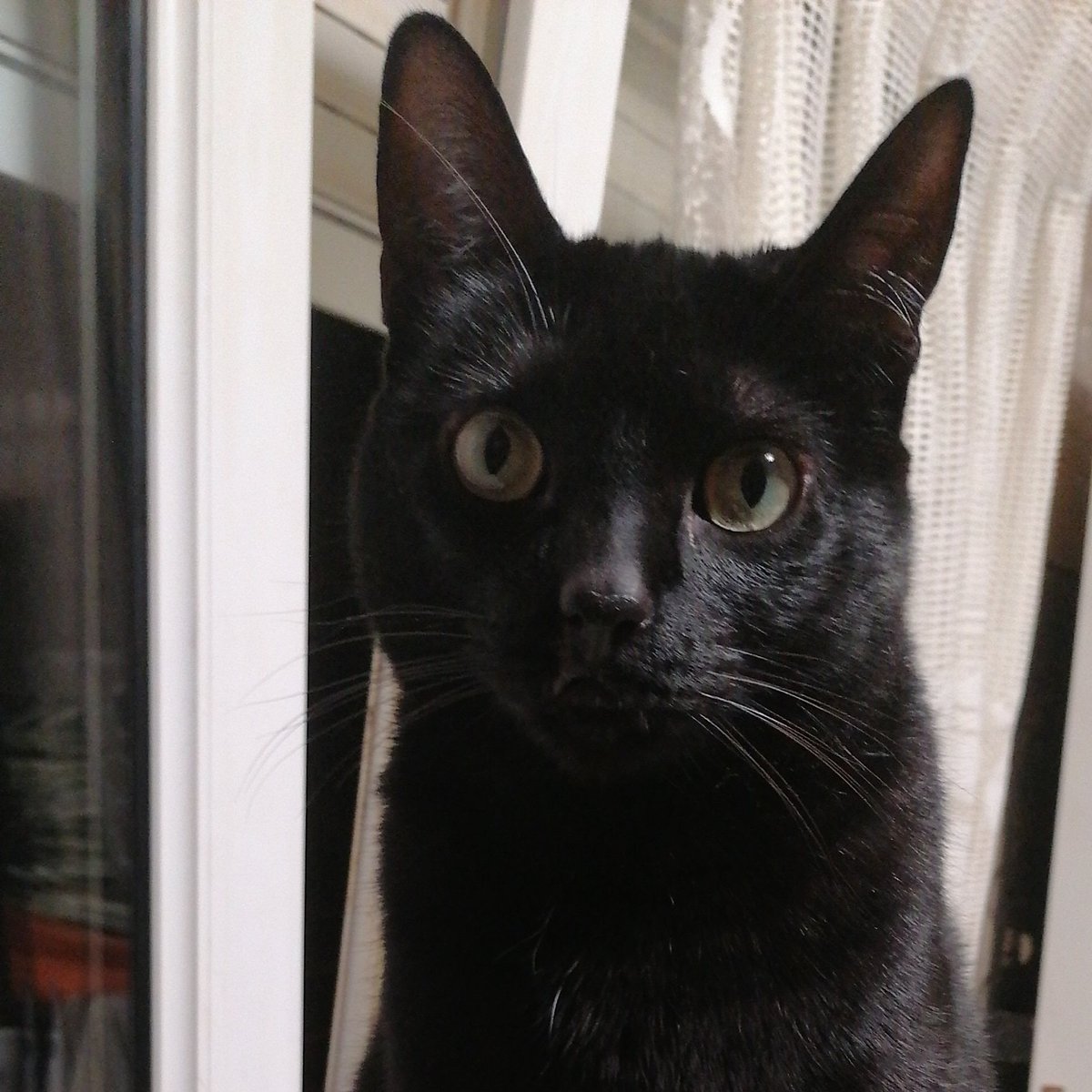 MartaBGMS's tweet photo. @sbzomer Mi gathija Lola 😻 https://t.co/TR1ryWfQ69