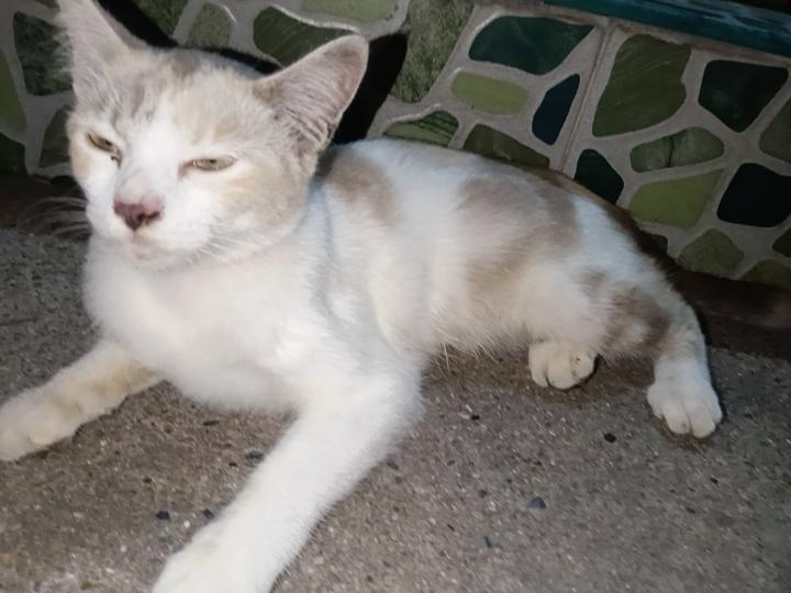 CatsterClub's tweet photo. 🏠 หาบ้านให้น้องแมว 🏠 (ฝากประกาศ)

สายพันธุ์: ไทย
อายุ: น่าจะประมาณ 6-8m
เพศ: หญิง
ช่องทางการติดต่อ
เบอร์: 0626164199
IG: _vvkkaa
FB: ギブギウアルワ
พิกัด: มีนบุรี คู้ขวา
น้องโดนเอามาปล่อยค่ะมาแรกๆขี้กลัวมาก ตอนนี้น้องมีเบบี๋อยู่ในท้องนะคะ น่าจะมีประมาณ 3 ตัว อยากให้น้องมีบ้านที่อบอุ่นอยู่กับลูกๆค่ะ ตอนนี้เค้าไม่สามารถรับเลี้ยงไว้ได้แล้วค่ะที่บ้านมีหลายตัวแล้วค่ะ

ใครสนใจรับดูแลติดต่อหาเจ้าของได้เลยนะคะ หรือ ช่วยกันรีกระจายข่าวก็ได้ค่า มาช่วยกันหาบ้านอันอบอุ่นให้น้องกันนะคะ