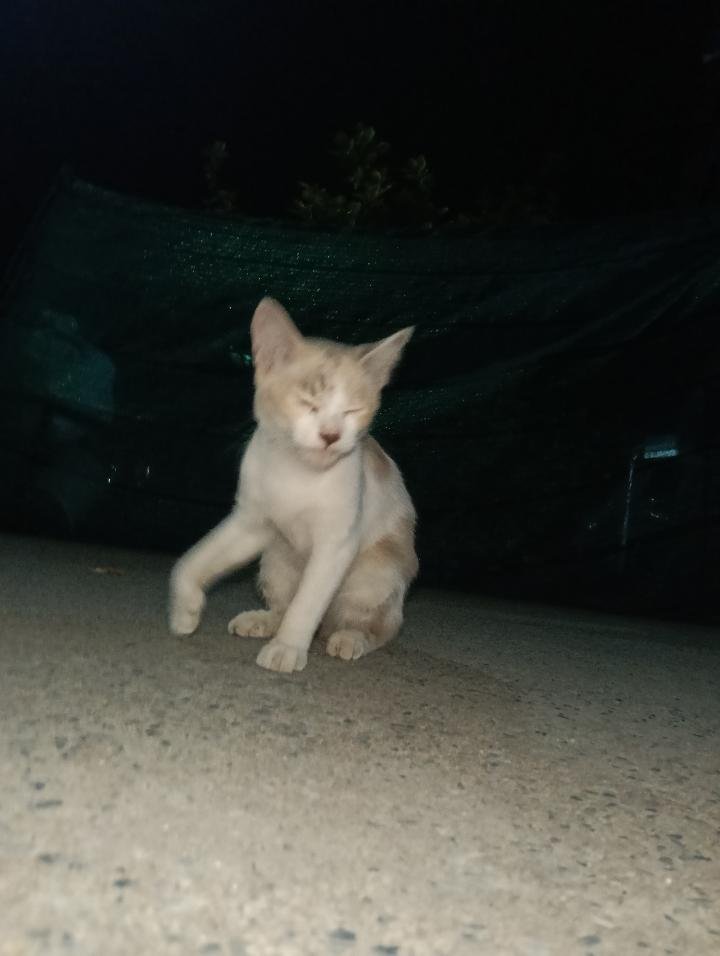 CatsterClub's tweet photo. 🏠 หาบ้านให้น้องแมว 🏠 (ฝากประกาศ)

สายพันธุ์: ไทย
อายุ: น่าจะประมาณ 6-8m
เพศ: หญิง
ช่องทางการติดต่อ
เบอร์: 0626164199
IG: _vvkkaa
FB: ギブギウアルワ
พิกัด: มีนบุรี คู้ขวา
น้องโดนเอามาปล่อยค่ะมาแรกๆขี้กลัวมาก ตอนนี้น้องมีเบบี๋อยู่ในท้องนะคะ น่าจะมีประมาณ 3 ตัว อยากให้น้องมีบ้านที่อบอุ่นอยู่กับลูกๆค่ะ ตอนนี้เค้าไม่สามารถรับเลี้ยงไว้ได้แล้วค่ะที่บ้านมีหลายตัวแล้วค่ะ

ใครสนใจรับดูแลติดต่อหาเจ้าของได้เลยนะคะ หรือ ช่วยกันรีกระจายข่าวก็ได้ค่า มาช่วยกันหาบ้านอันอบอุ่นให้น้องกันนะคะ