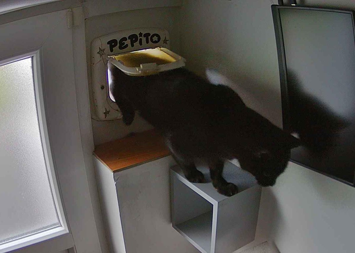 PepitoTheCat's tweet photo. Pépito is back home (06:12:02) https://t.co/IHj9WTalk8