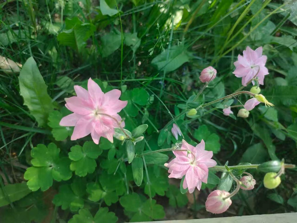 TongS323's tweet photo. 谁知道这是什么花？#野花 https://t.co/7wGVIoUtEi