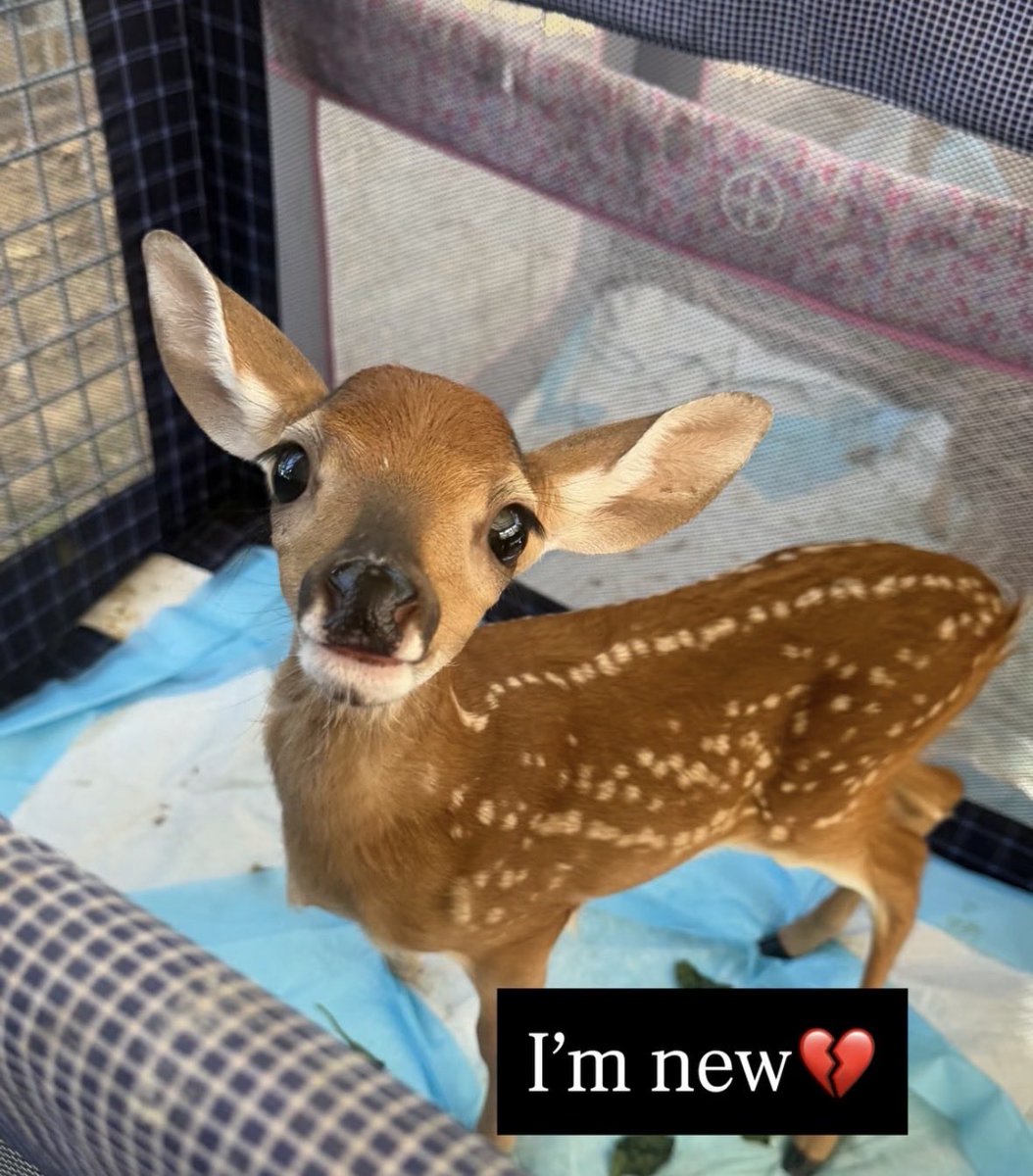 CocchiDeer's tweet photo. https://t.co/ztnAHJkNRm