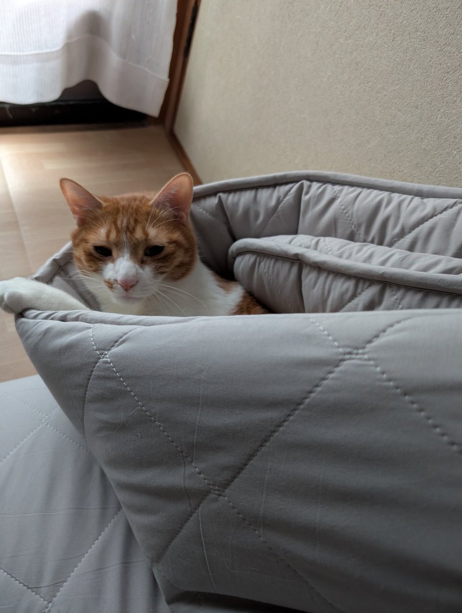 hisui_don's tweet photo. 巣篭もり中😂
#猫のいる暮らし
#猫好き https://t.co/HkQecdm1h5