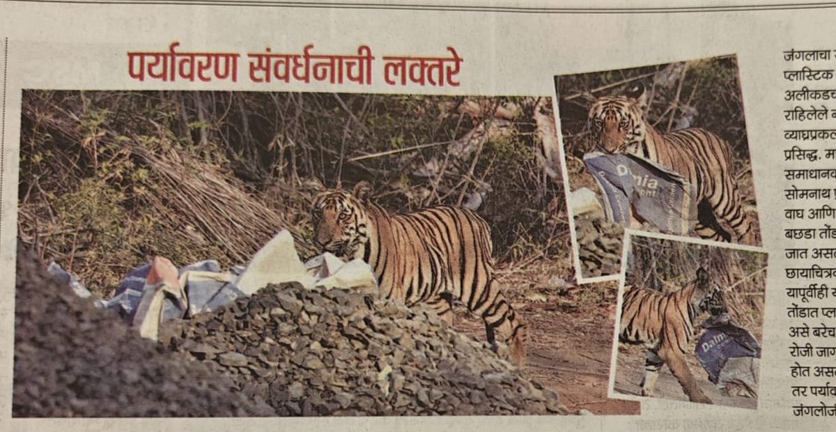 Kshitij_xtz's tweet photo. Happy World Environmental Day 
Look what Forest King is carrying in his mouth... @nikunjdalmia @Dalmia_Cement
#ForestVibes #environmentalist #trans #tadoba #forest https://t.co/NHScXkpdvK