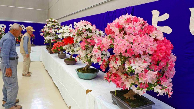 tjidem2012's tweet photo. 「上田さつき会花季展示会」2026(７日まで、上田市中央公民館)
　　　☆色彩豊かで見事な花がずらり！
🔜⇒https://t.co/hvkEhRVFFu

　　　　　　　　　　　　長野県　上田市

#上田市
#長野県
#展示
#上田市中央公民館
#花
#上田さつき会
#色彩 https://t.co/0dtWsdEb6V