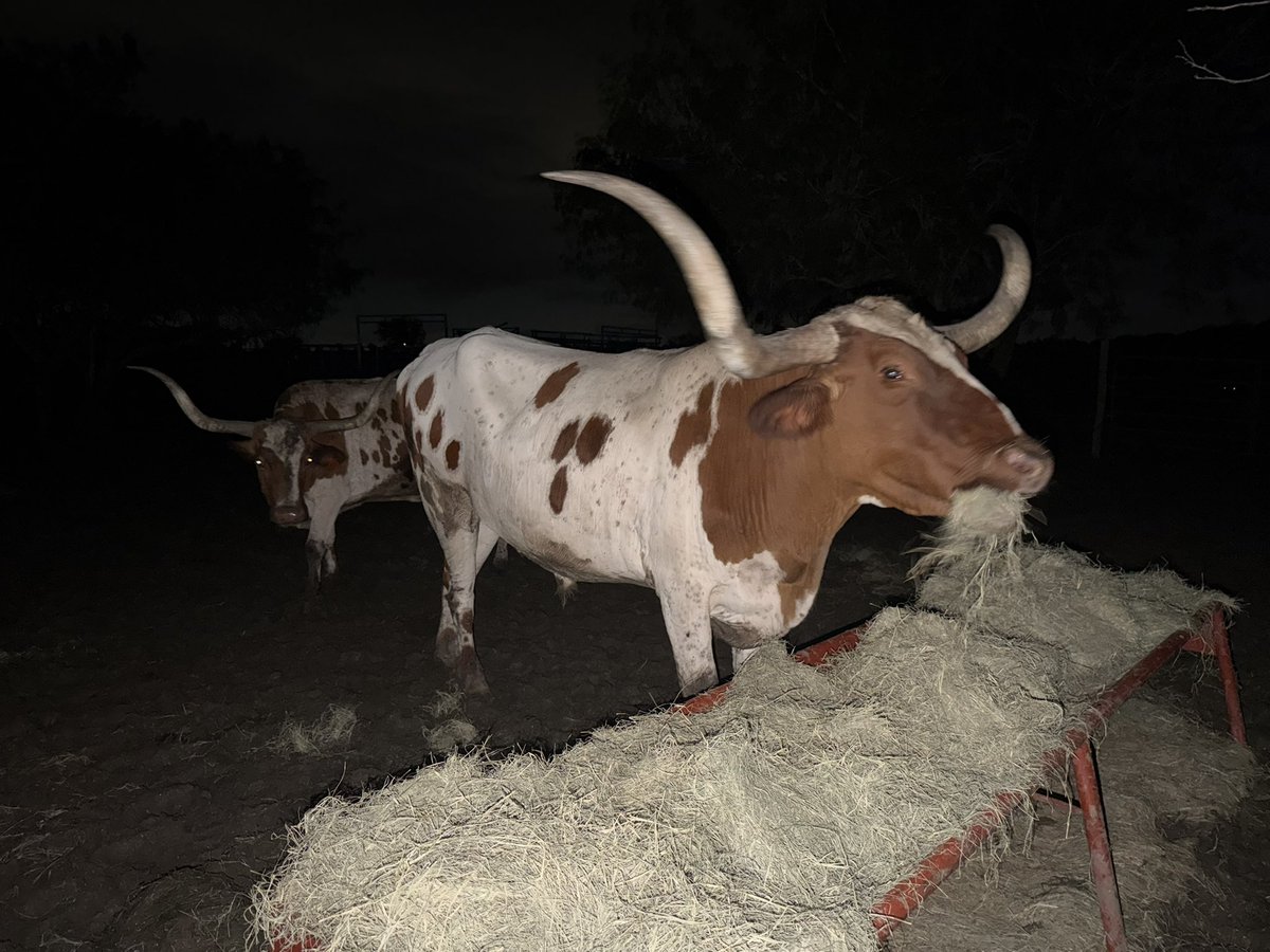 TexasFancyBoots's tweet photo. Win a natty, get late-night treats. https://t.co/JTkt0qIDTc