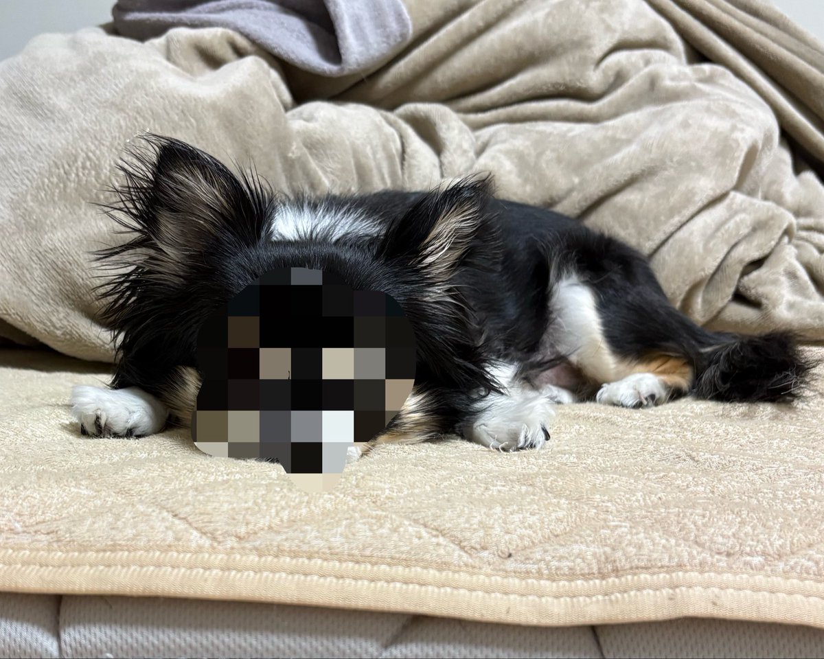 South_FE's tweet photo. 🐶 https://t.co/aMuBvXHcJi