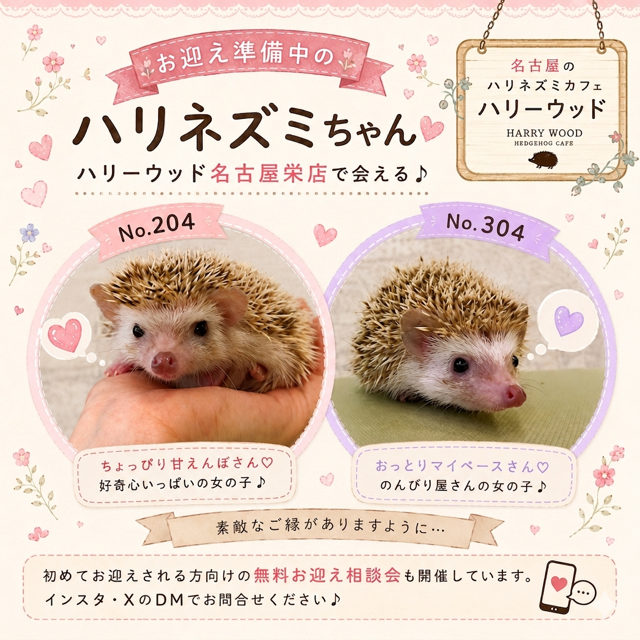 🦔💕新たにご家族募集中のハリちゃんが仲間入りしました🏡明日お披露目
