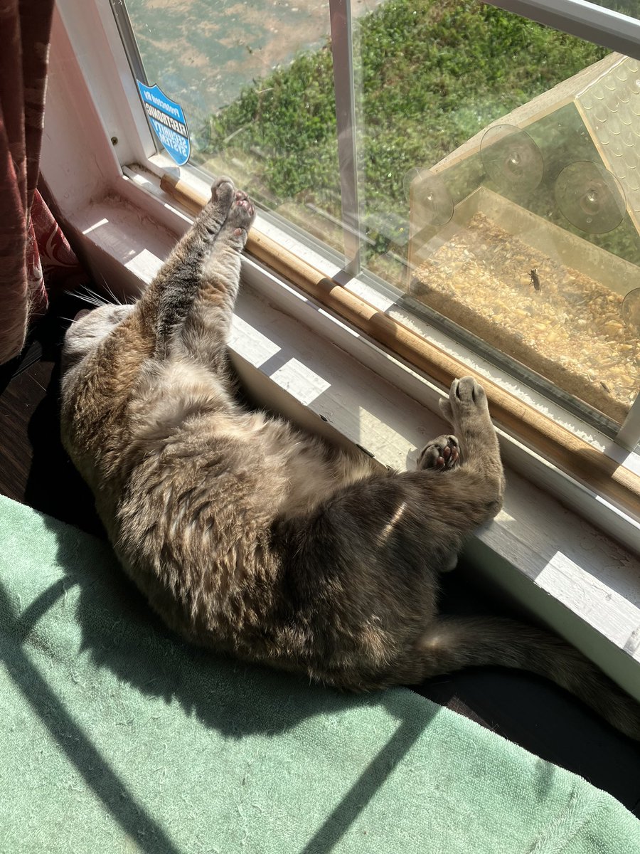EllerySamwise's tweet photo. Cricket Little https://t.co/NQI4XbWjnN
