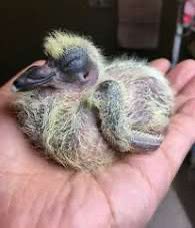 Shtarkasm's tweet photo. @moshe_kolat Pigeon haben https://t.co/0Bs1MyqGsp
