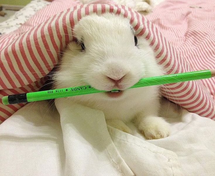 popularrabbit's tweet photo. Ready for writing.... https://t.co/XihlEd4Ikm