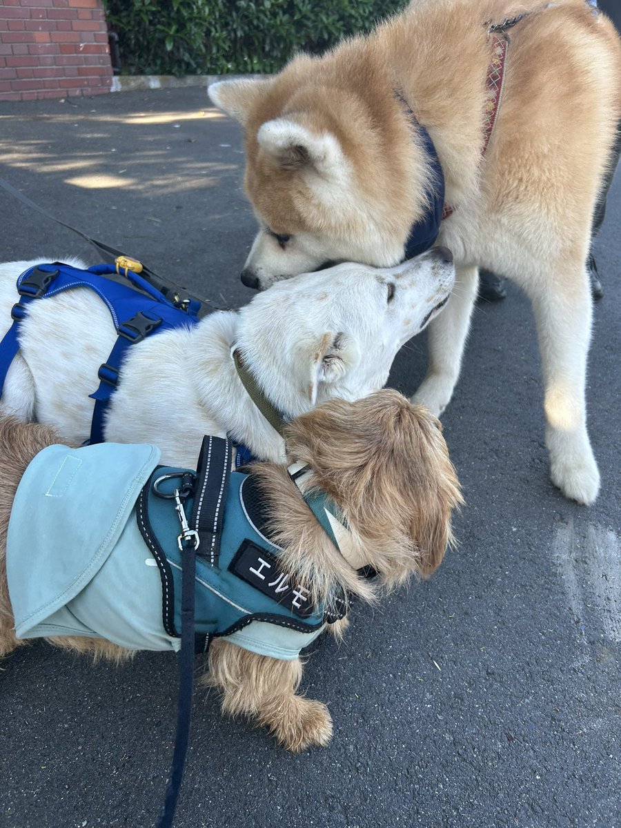 Ne8Eh's tweet photo. 避けられたってめげないぞ🐶

あれ、もしかして僕だけ小さい？！ https://t.co/DU1YUqNP58