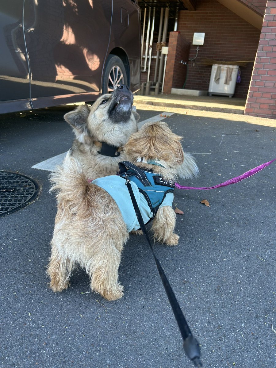 Ne8Eh's tweet photo. 避けられたってめげないぞ🐶

あれ、もしかして僕だけ小さい？！ https://t.co/DU1YUqNP58